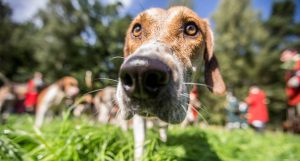 Jagd Dreilingen 2015