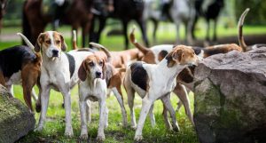 Jagd Neddenaverbergen 2015