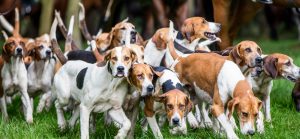 Jagd Neddenaverbergen 2015