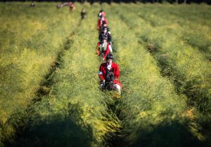 Jagd Isernhagen 2015