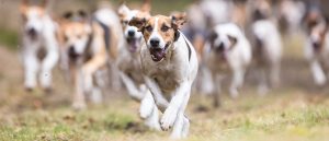 Triple Meet Wense 2016