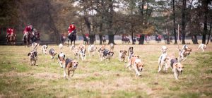 Jagd Isernhagen 2016