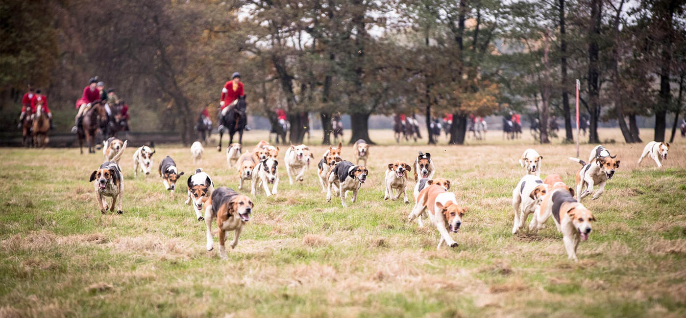 Jagd Isernhagen 2016