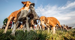 Jagd Thedinghausen 2016