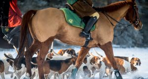 Jagd Hermannsburg 2016