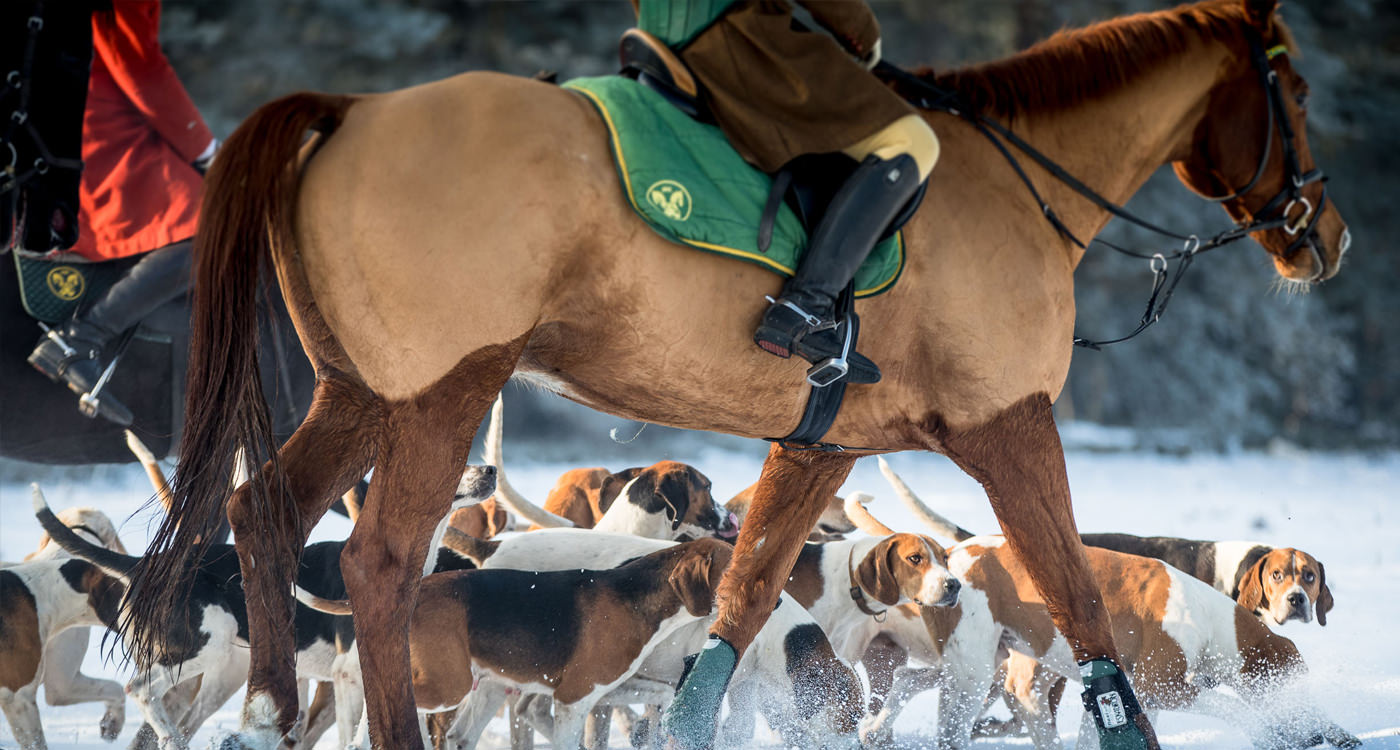 Jagd Hermannsburg 2016