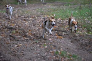 Gut Warxbüttel 2016