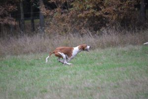 Gut Warxbüttel 2016