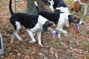 Gut Warxbüttel 2016