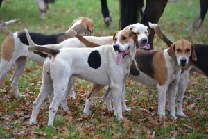 Gut Warxbüttel 2016