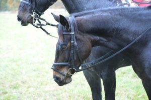 Gut Warxbüttel 2016