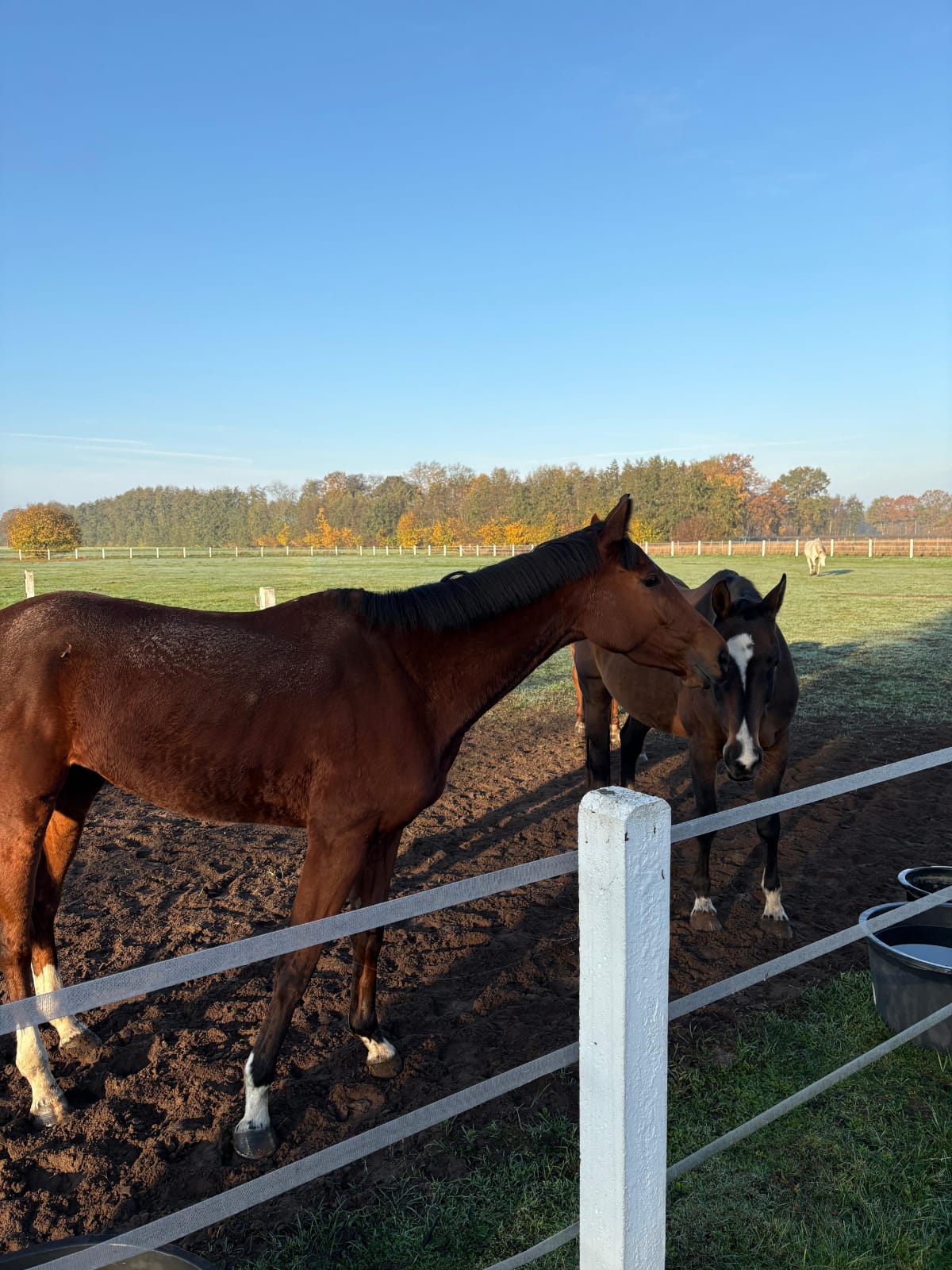 4-jährige Stute von der Rennbahn